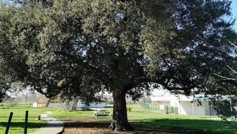 Arbre dans la nature